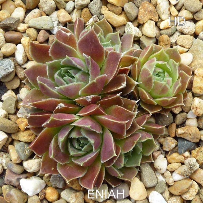 Eniah / Jovi