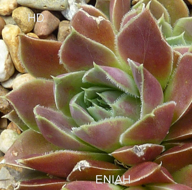 Eniah / Jovi