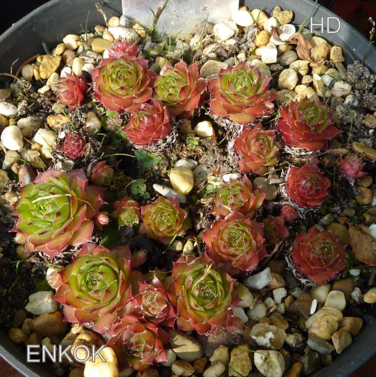 Enkok