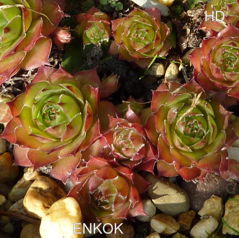 Enkok