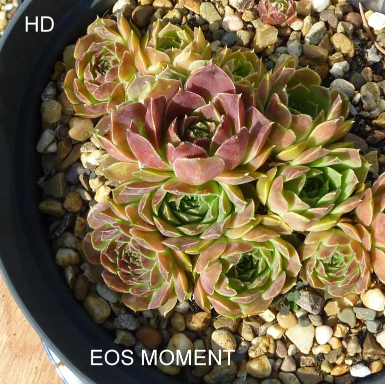 Eos Moment / Jovi