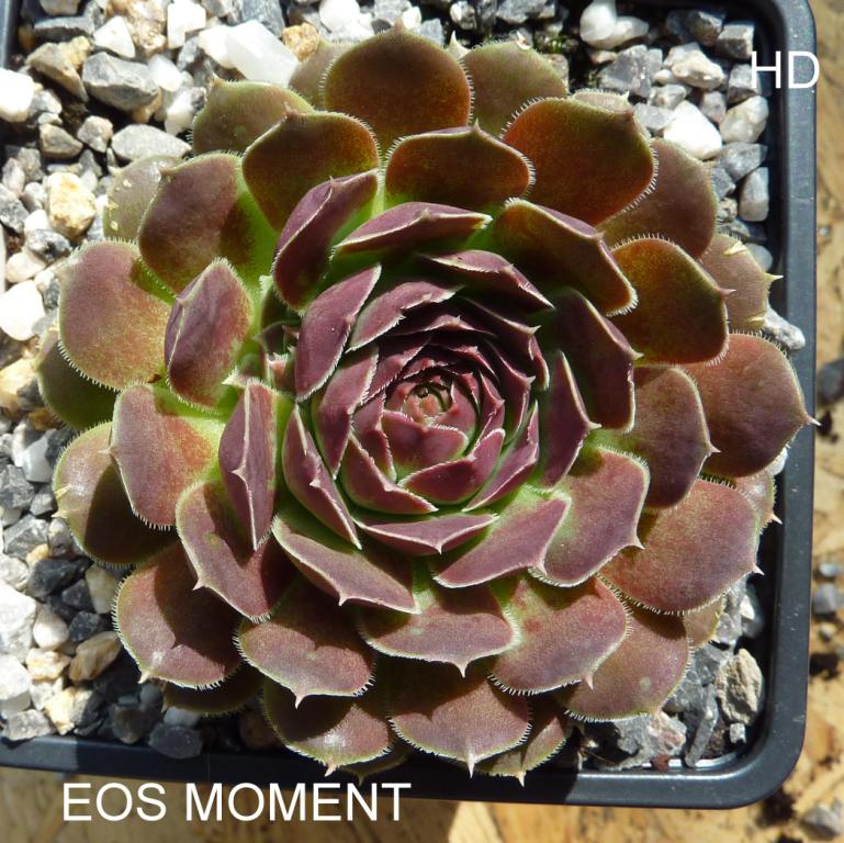 Eos Moment / Jovi