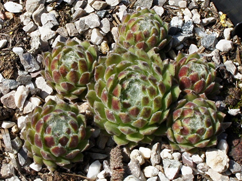 Ependa