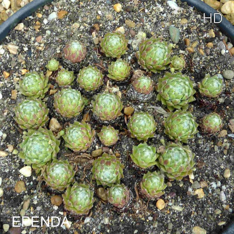 Ependa