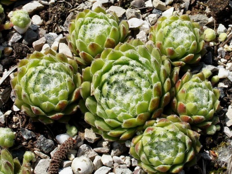 Ependa