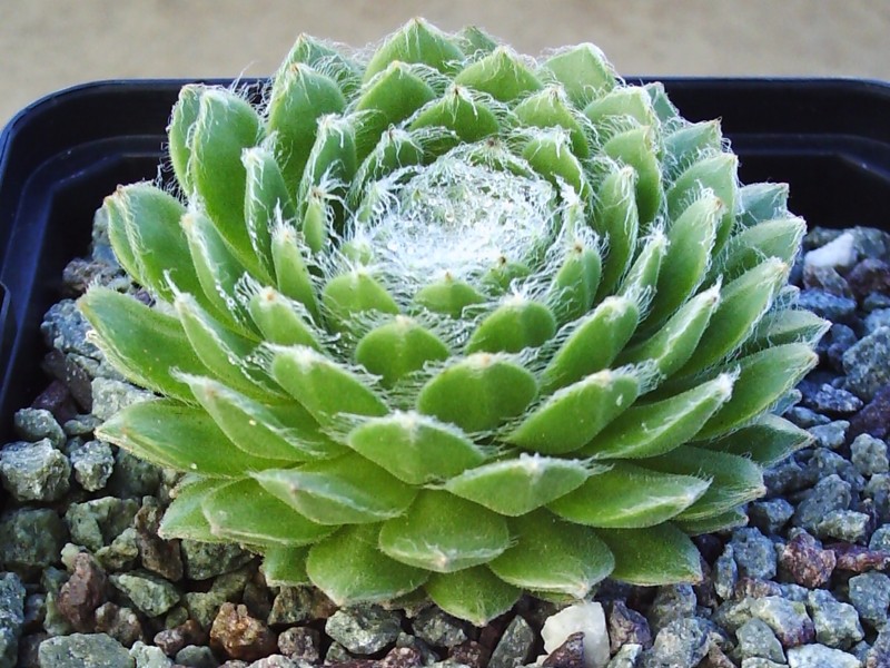 Ependa