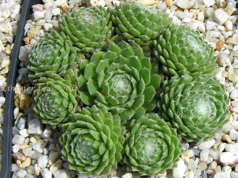 Ependa