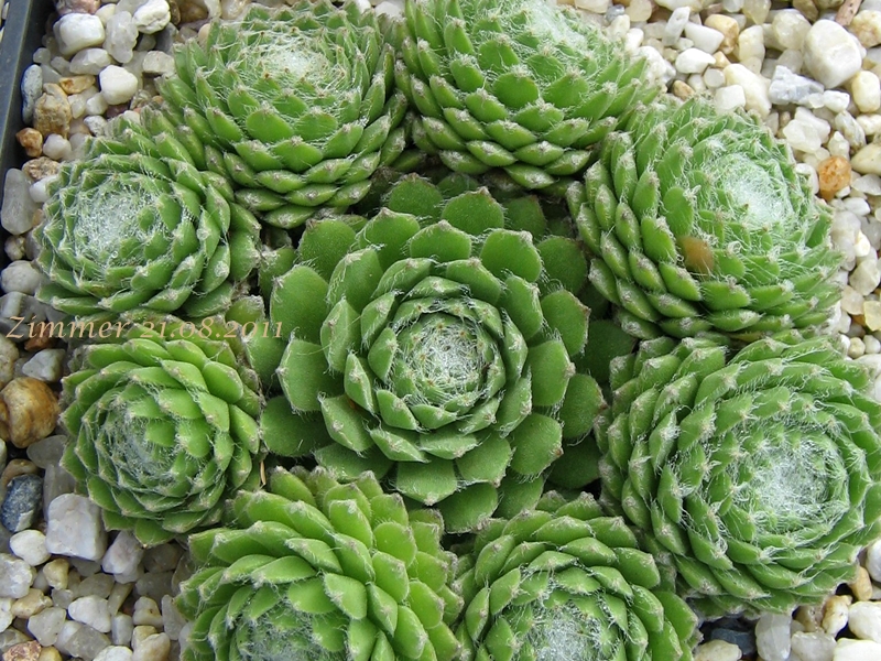Ependa