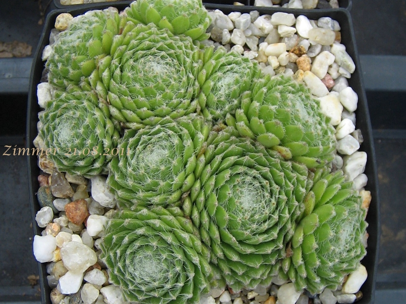 Ependa
