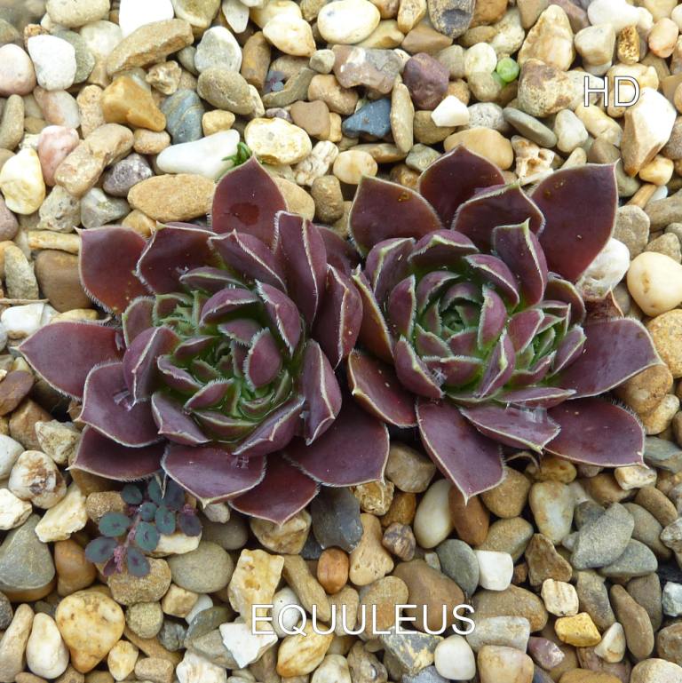 Equuleus / Jovi