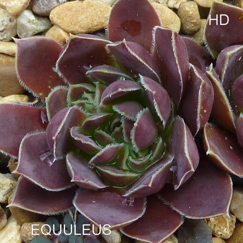 Equuleus / Jovi