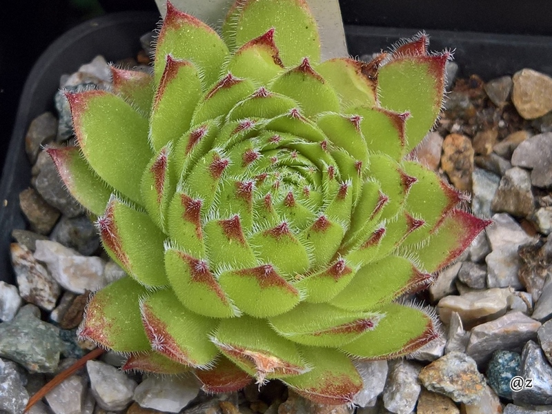 Erasma