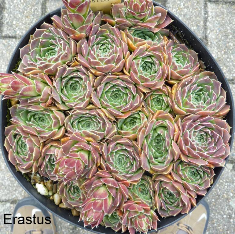 Erastus / Jovi