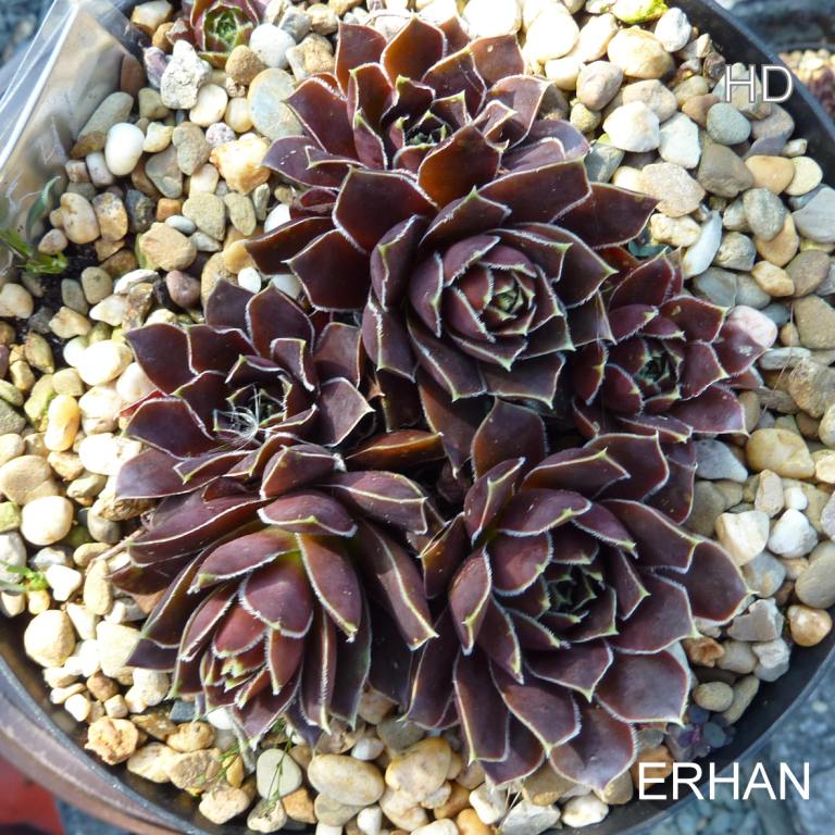 Erhan / Jovi
