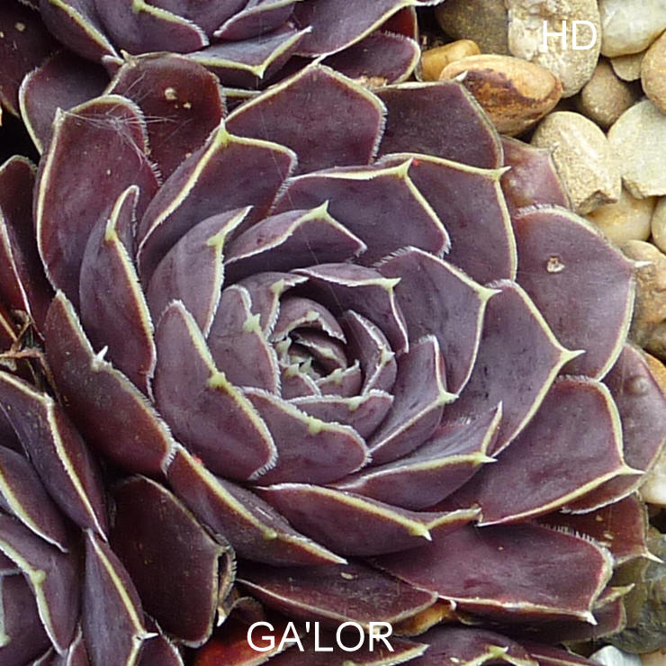 Gal'Or / Jovi