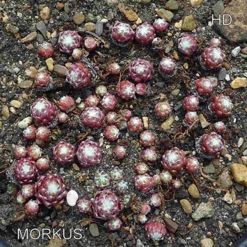 Morkus