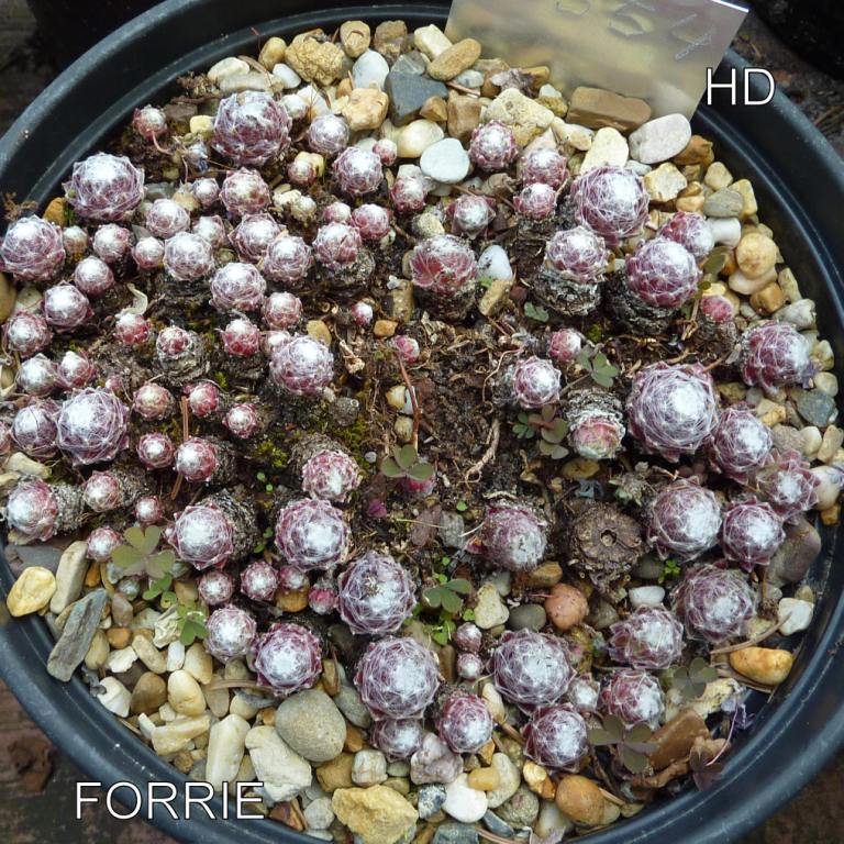 Forrie