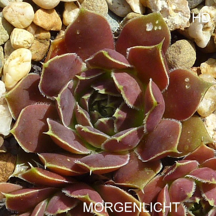 Morgenlicht / Jovi