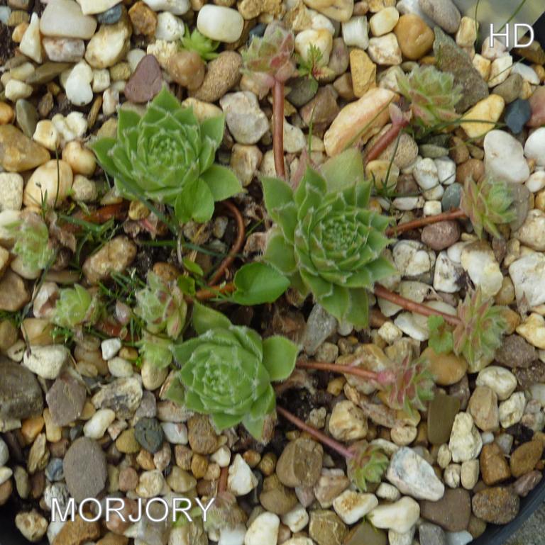 Morjory