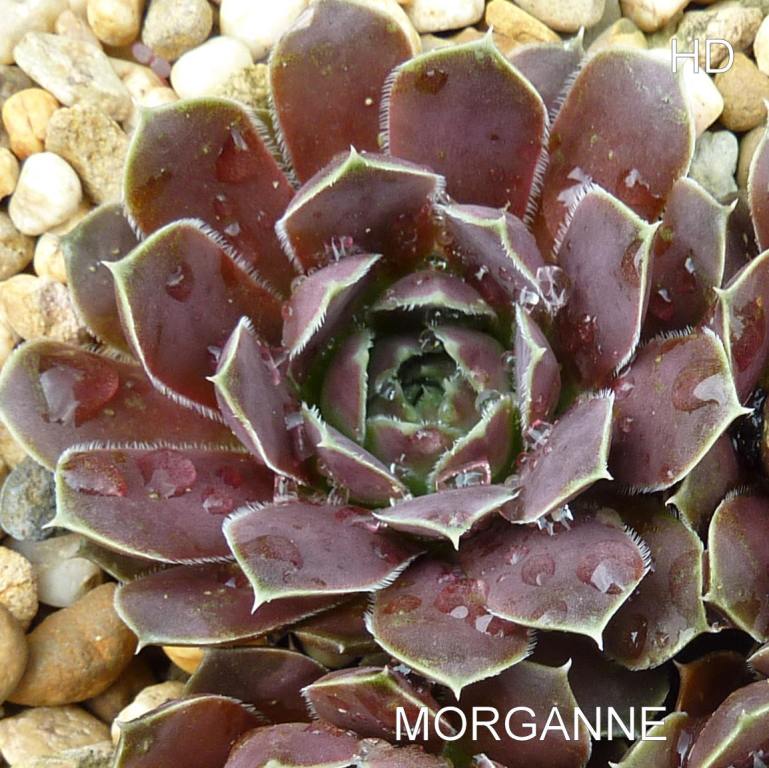 Morganne / Jovi