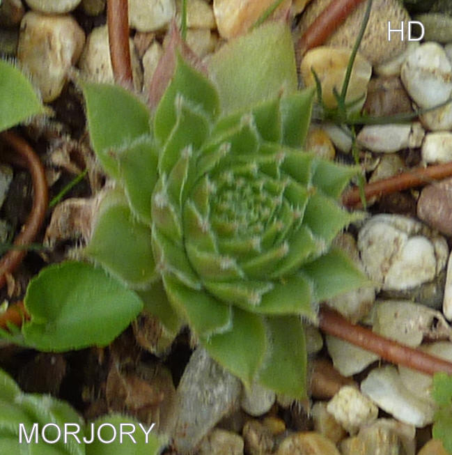 Morjory