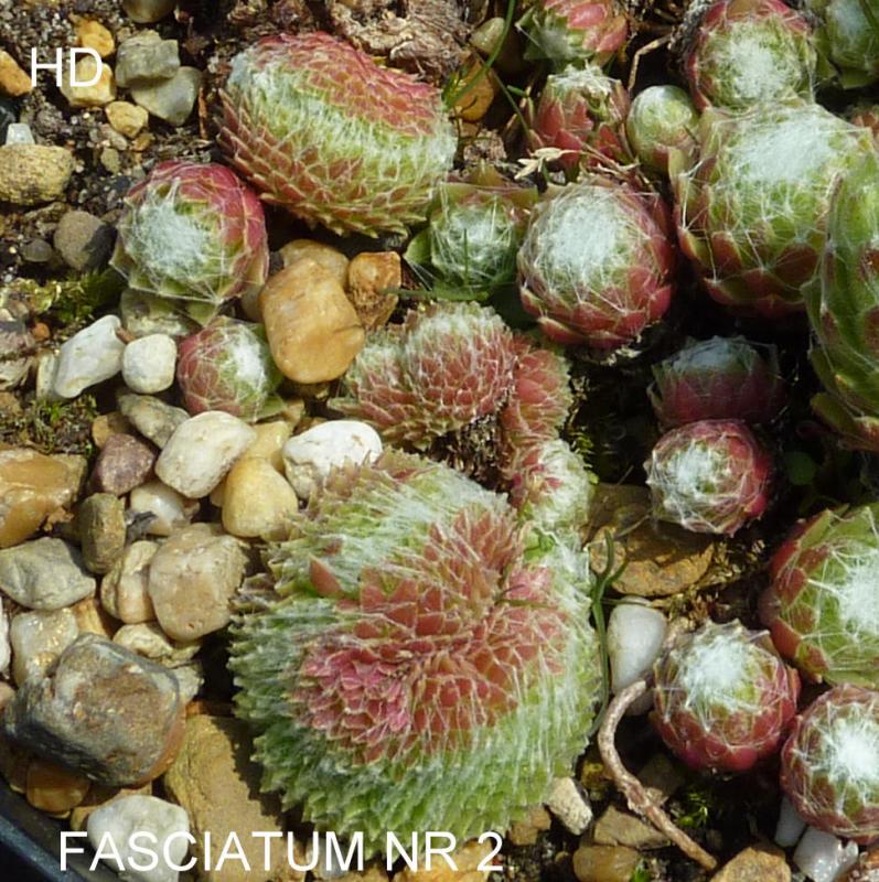 Fasciatum Nr. 2