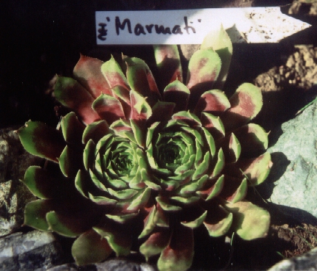 Marmati