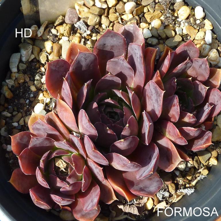 Formosa / Jovi