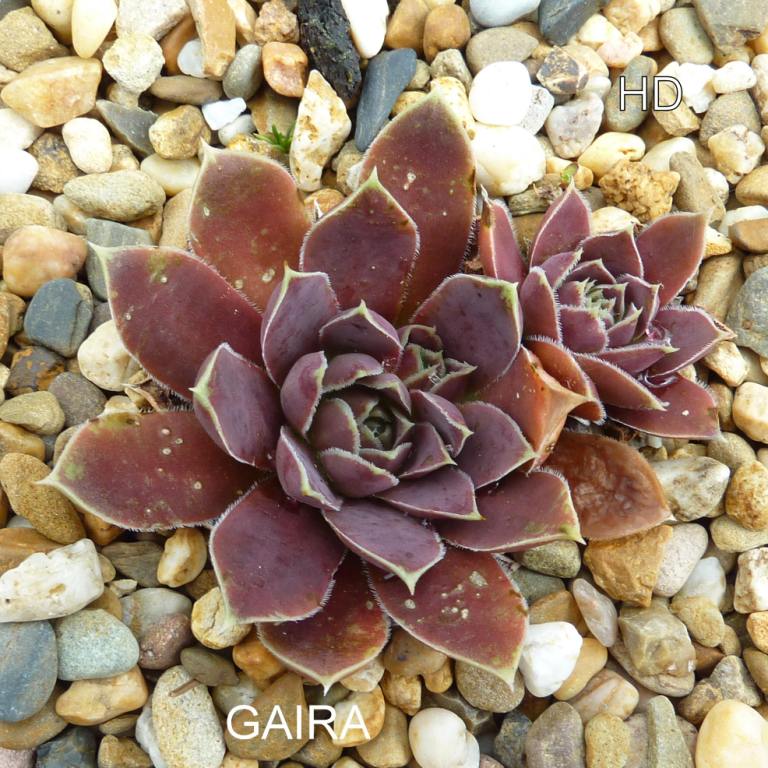 Gaira / Jovi