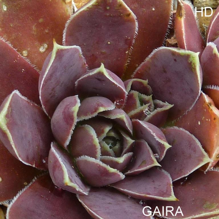 Gaira / Jovi