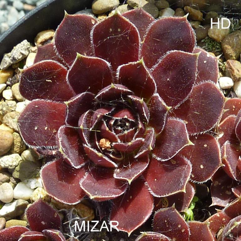 Mizar / Jovi