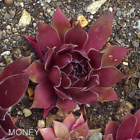 Money