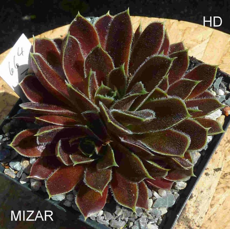 Mizar / Jovi