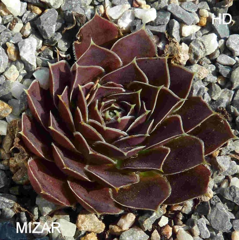 Mizar / Jovi