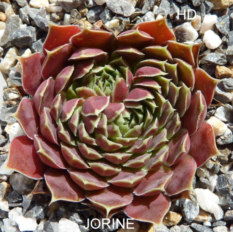 Jorine / Jovi
