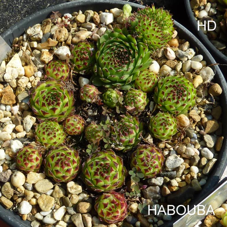 Habouba