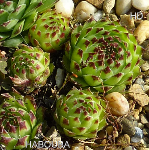 Habouba