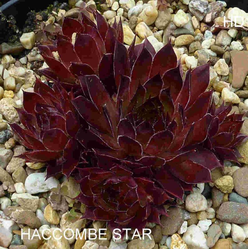 Haccombe Star