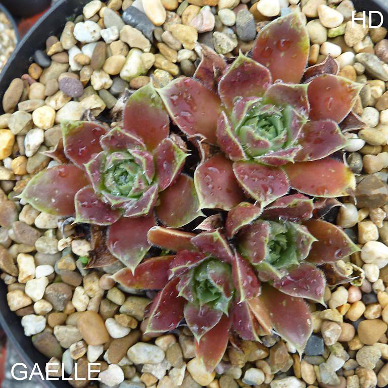 Gaelle / Jovi