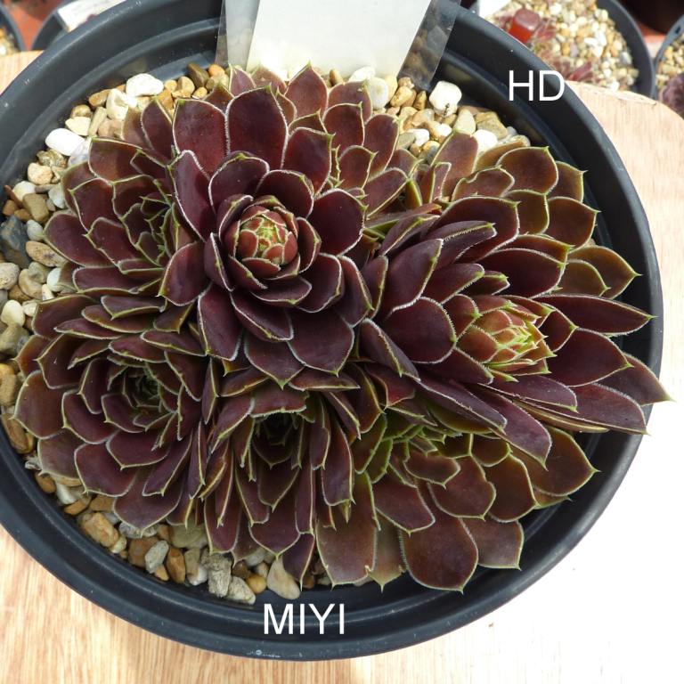 Miyi / Jovi