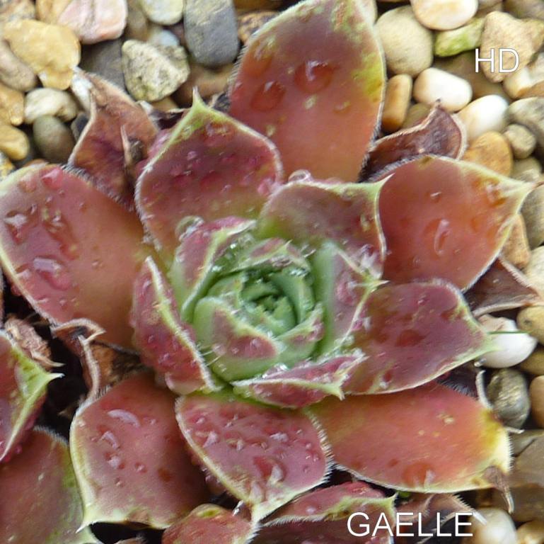 Gaelle / Jovi