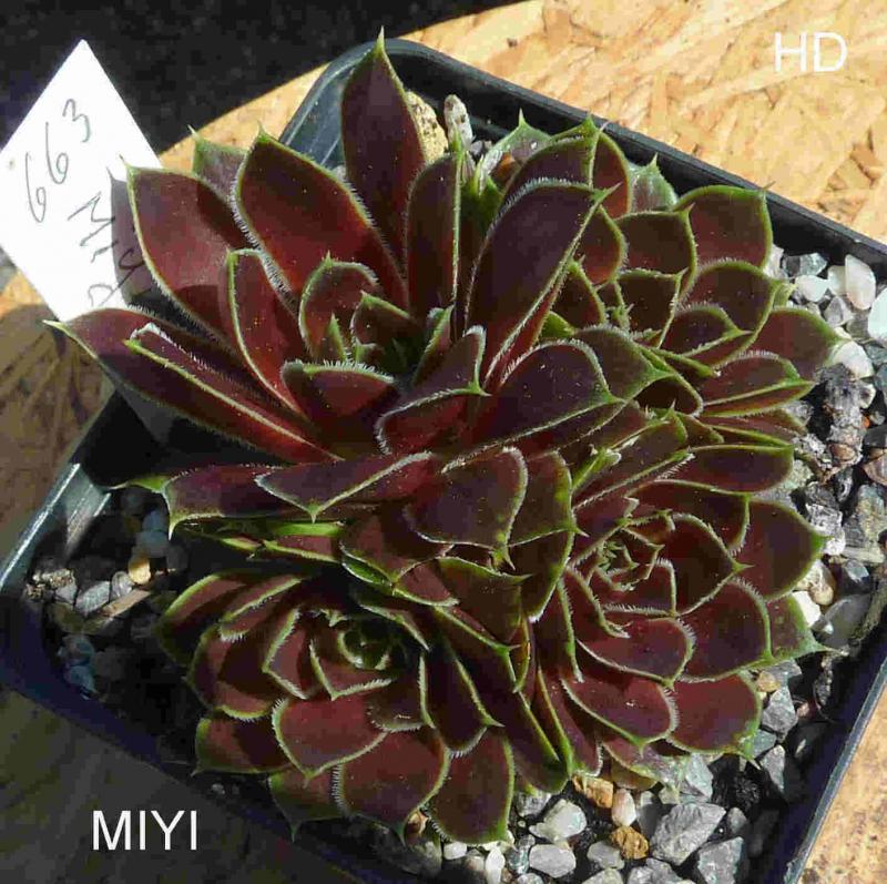 Miyi / Jovi