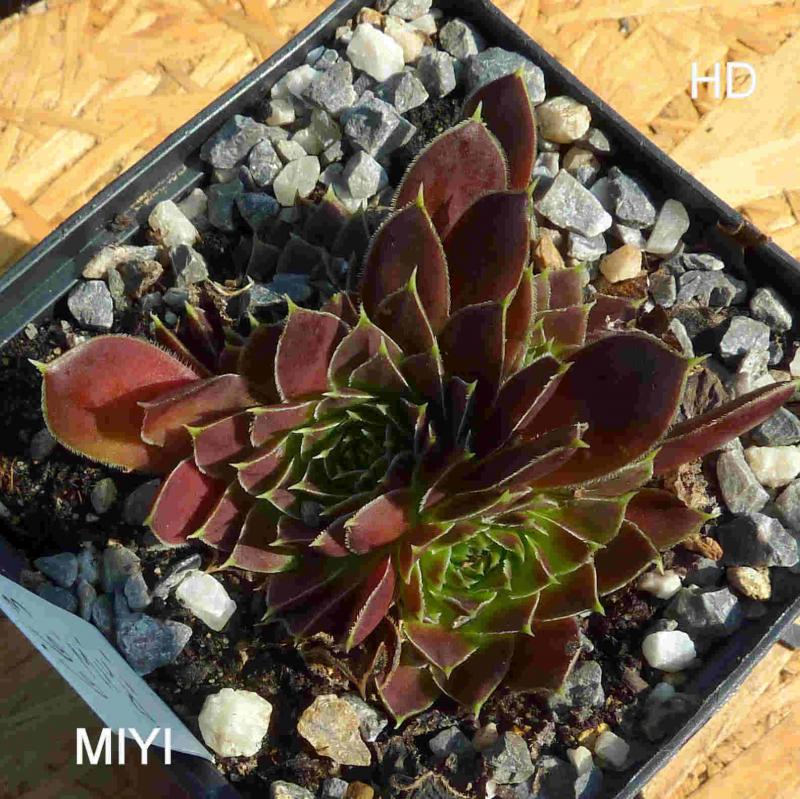 Miyi / Jovi