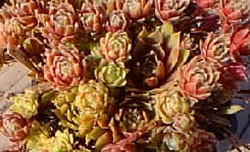 Minto's Pink