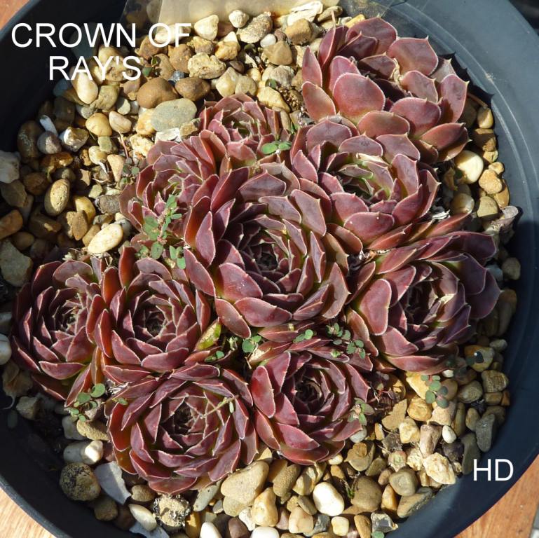 Crown of Ray's / Jovi