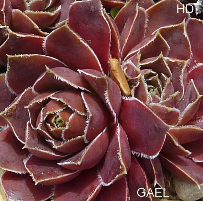 Gael / Jovi