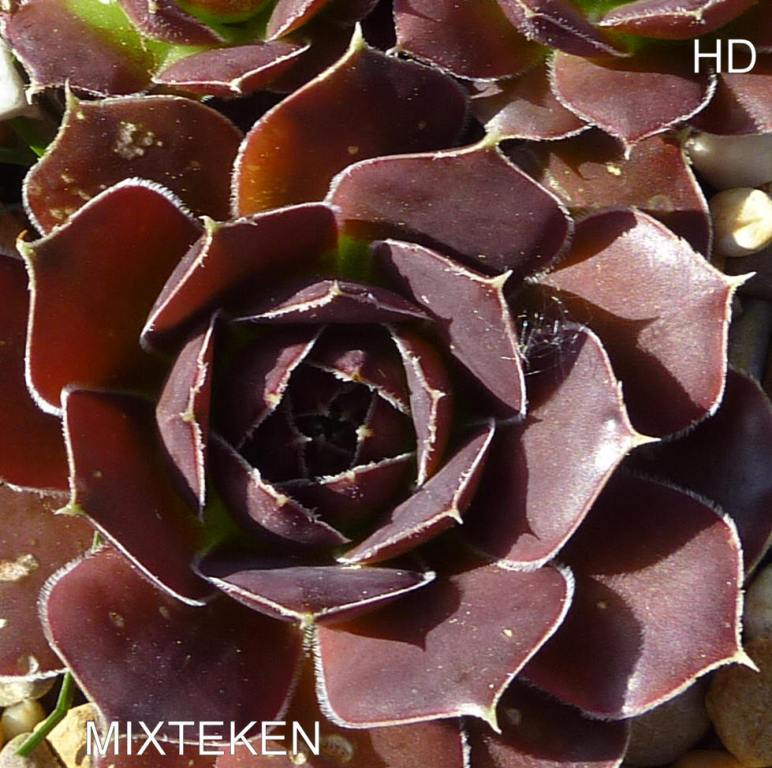 Mixteken / Jovi