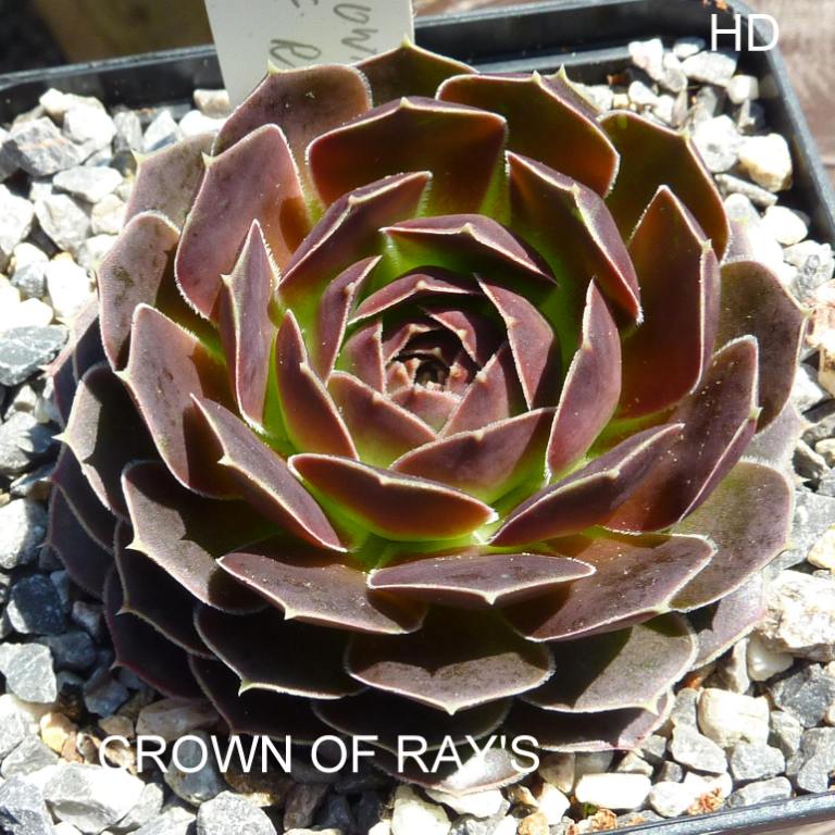Crown of Ray's / Jovi