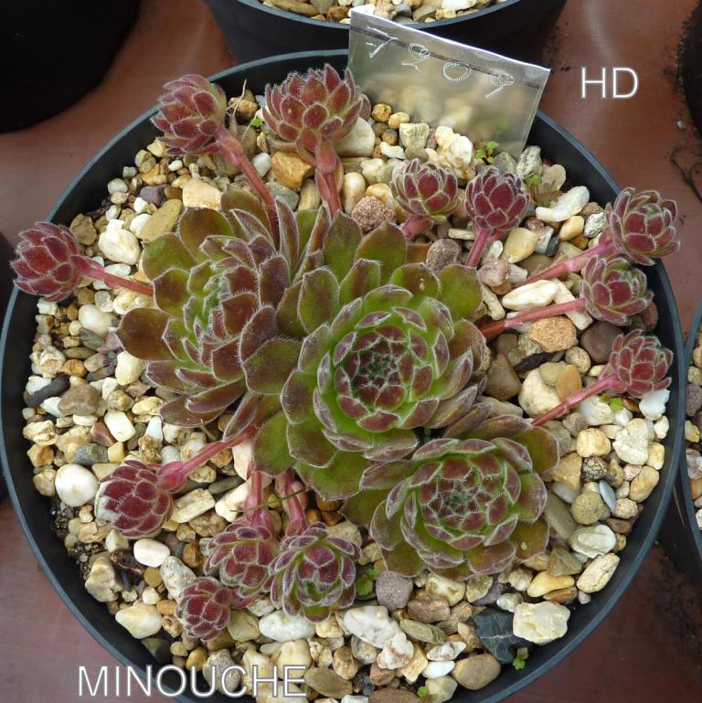Minouche