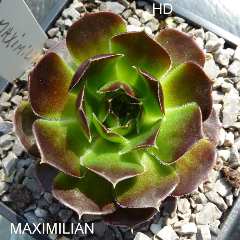 Maximilian / Jovi
